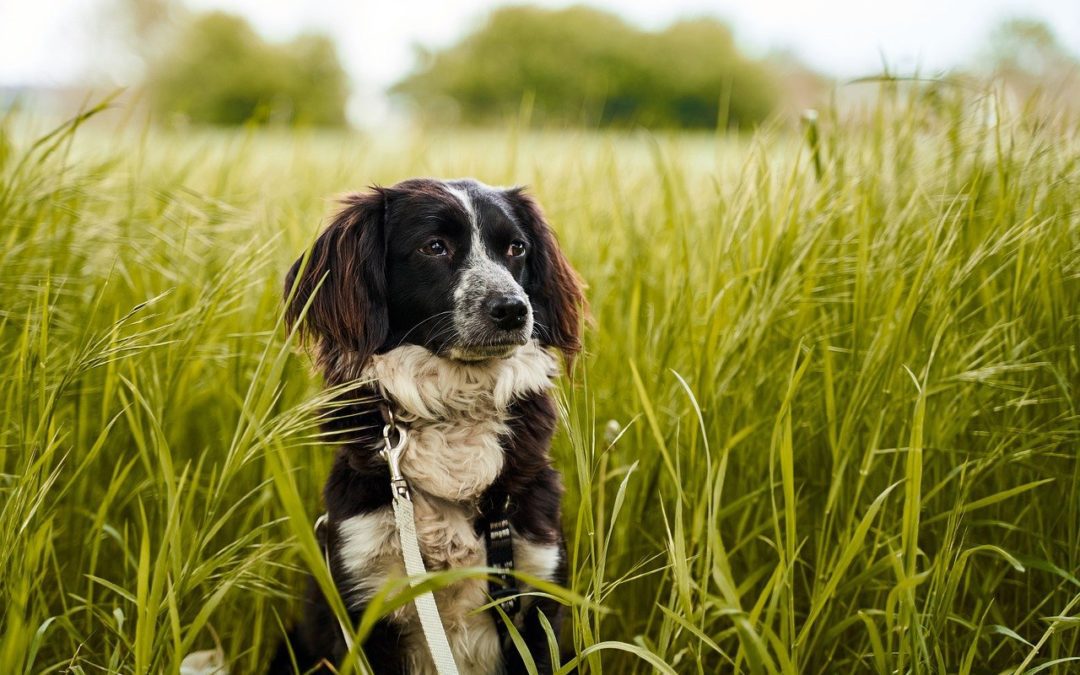 Take These Steps To Protect Your Dog From Lyme Disease