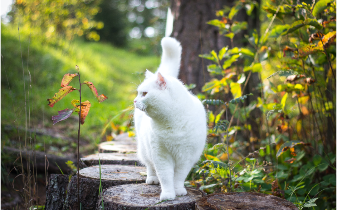 Learn to Prevent Squamous Cell Carcinoma in Your Cat