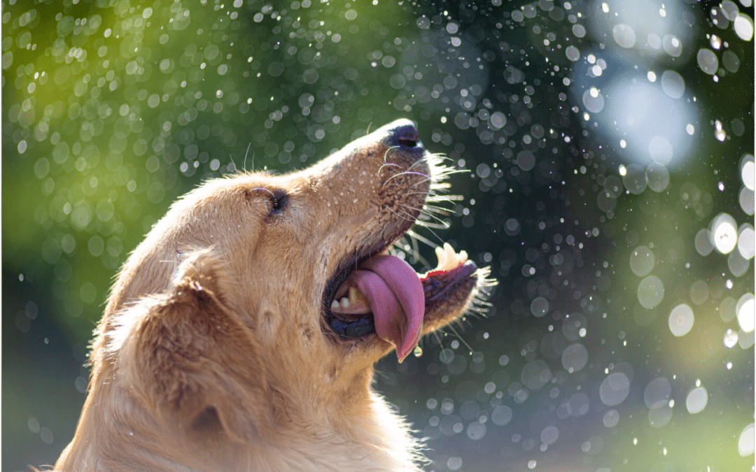How to Spot Heatstroke in Your Pet