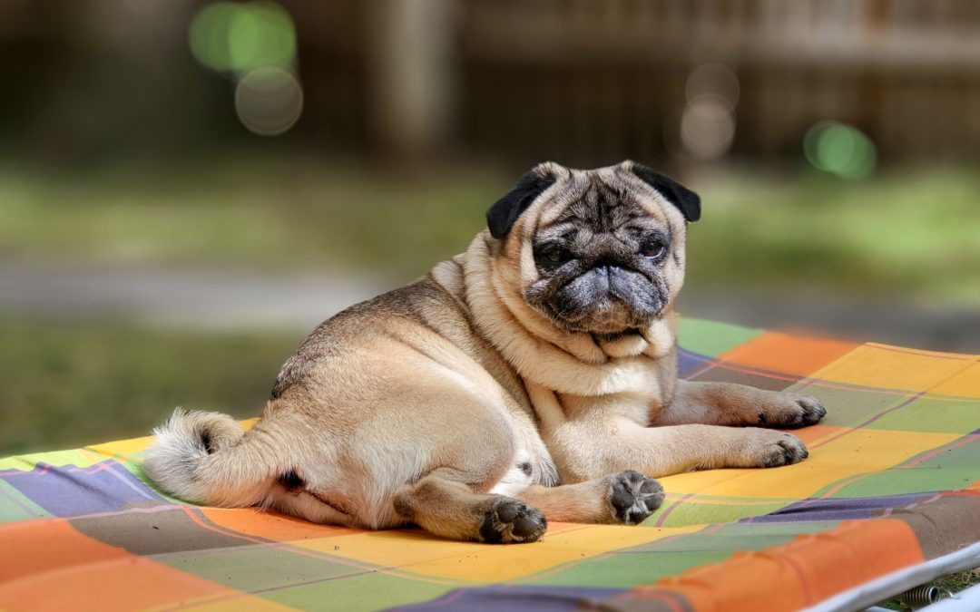 5 Signs Your Pet May Be Suffering from Pet Diabetes
