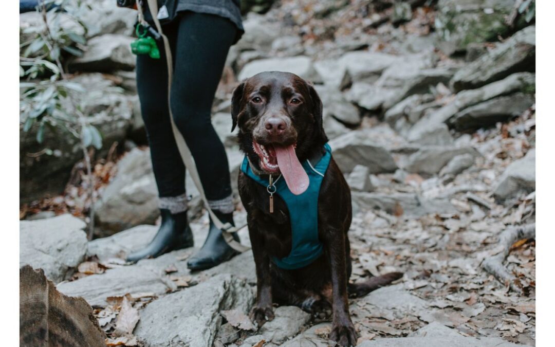 Discover Exciting Outdoor Adventures to Share with Your Pet