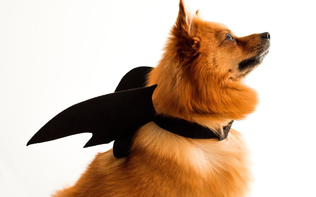 Safeguarding Your Furry Companions: Halloween Tips for Pet Safety